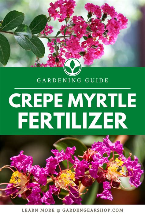 The Versatility of Magic Series Crape Myrtle in Different Climate Zones.